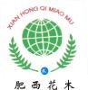 安徽绿化苗木供应 红叶李 紫叶李 红叶李价格 紫叶李价格