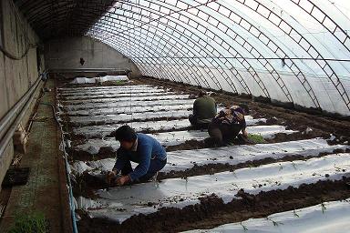 全自动温室双梁卷帘蔬菜大棚骨架机